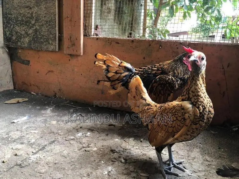 OEG Bantam