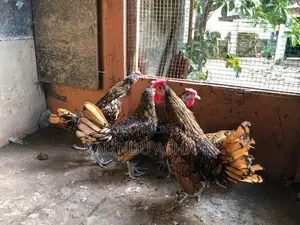 OEG Bantam