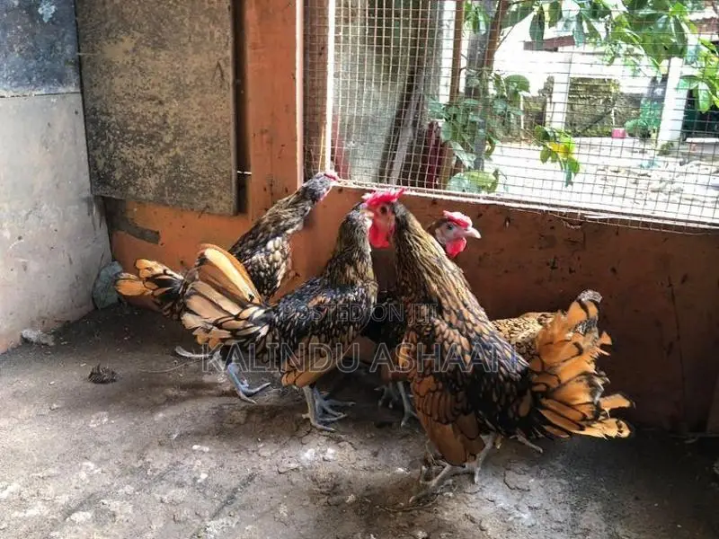 OEG Bantam