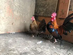 OEG Bantam