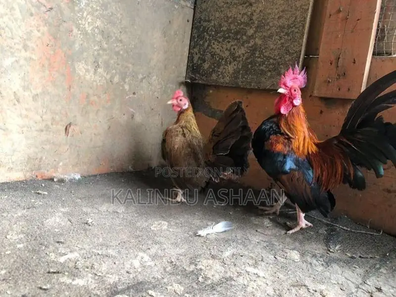 OEG Bantam