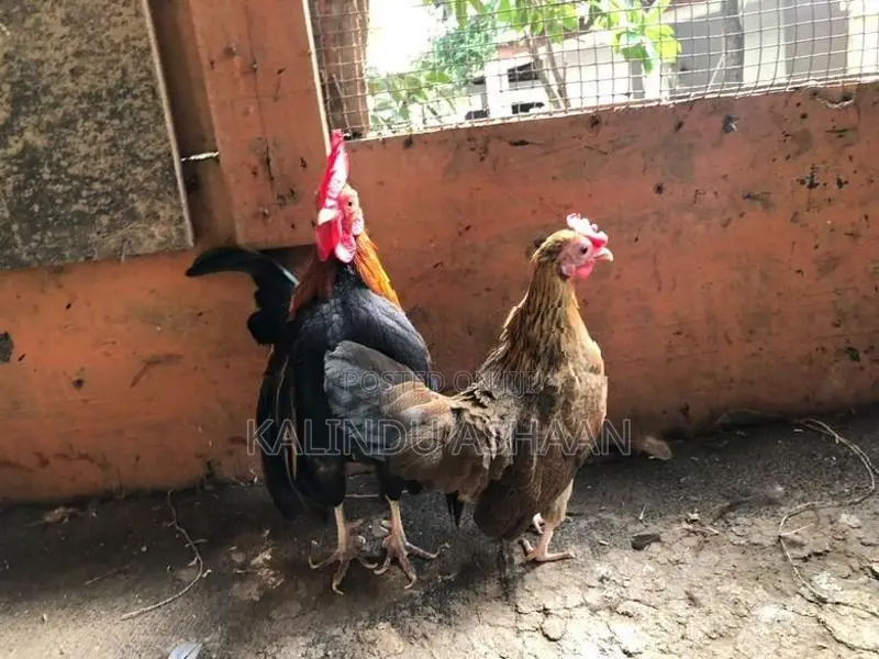 OEG Bantam