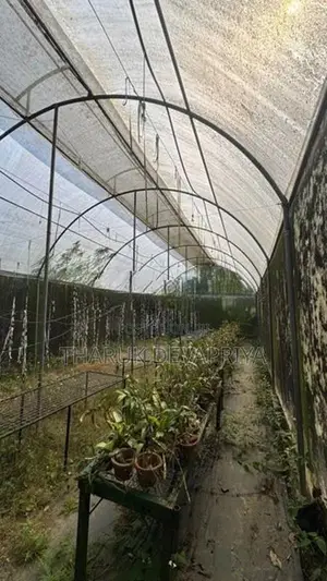 Polytunnel Green House