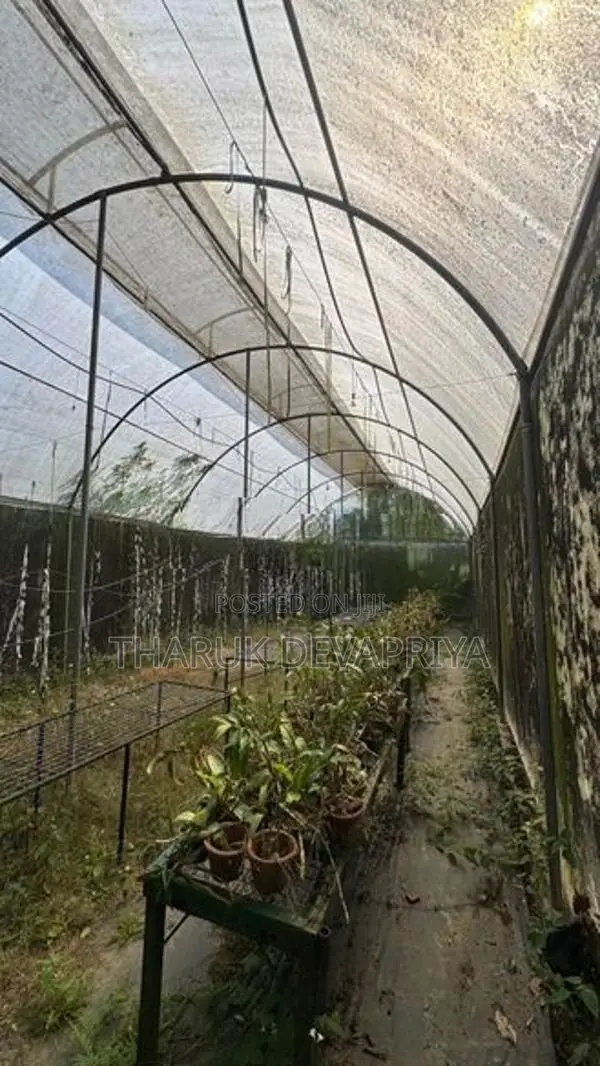Polytunnel Green House