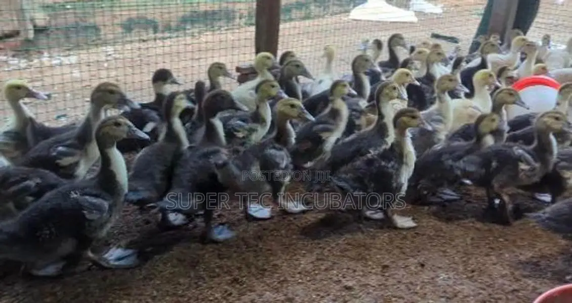 Muscovy Duck