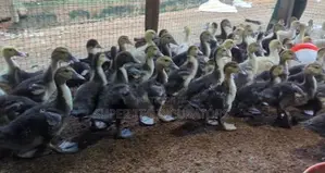 Muscovy Duck