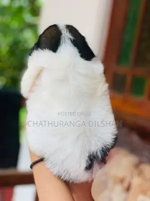Shih Tzu Puppies