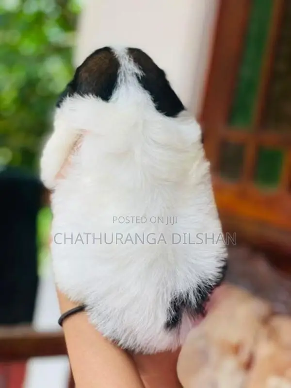 Shih Tzu Puppies