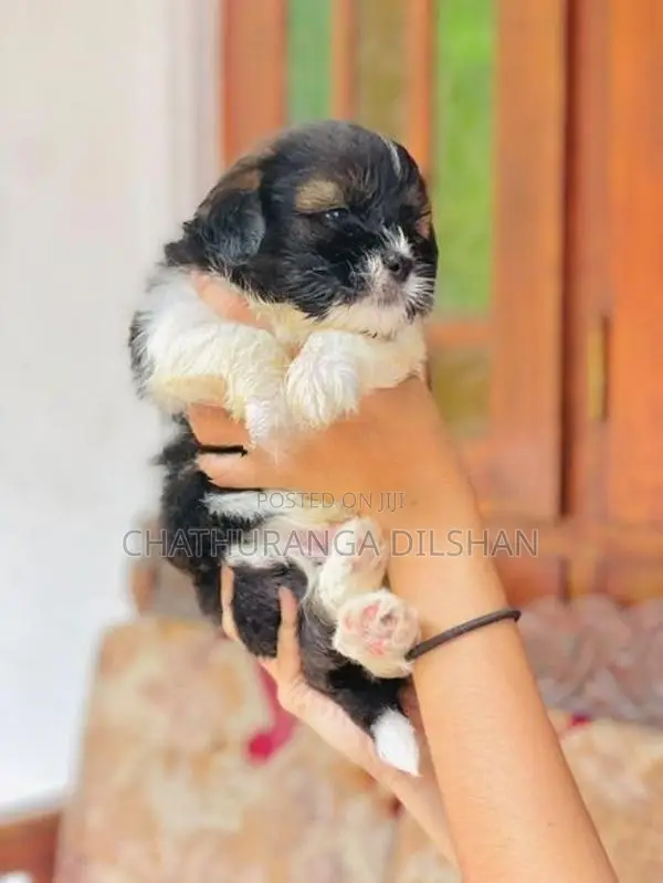 Shih Tzu Puppies