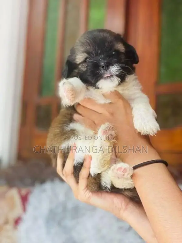Shih Tzu Puppies