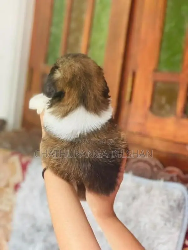 Shih Tzu Puppies
