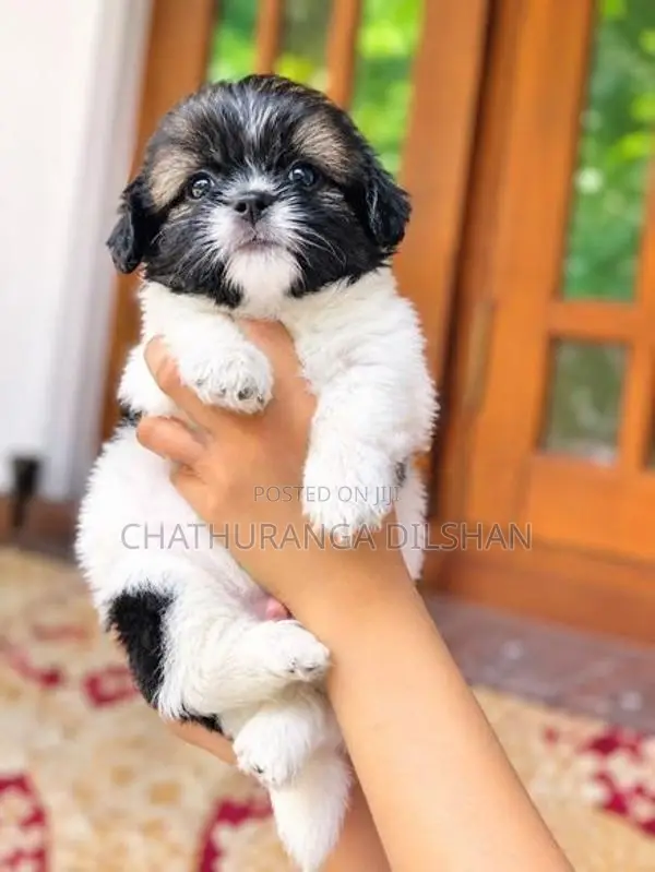 Shih Tzu Puppies