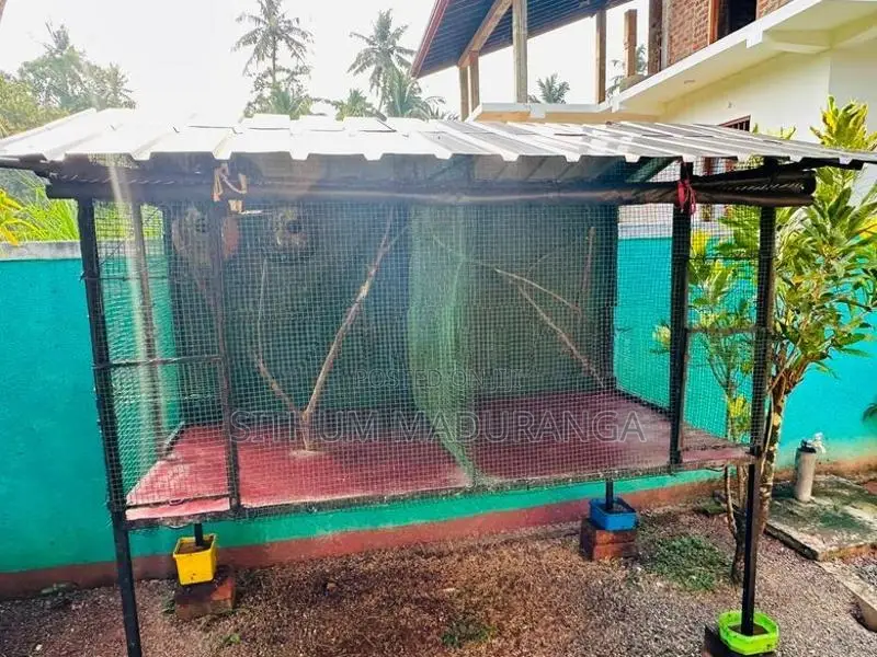 Bird Cage
