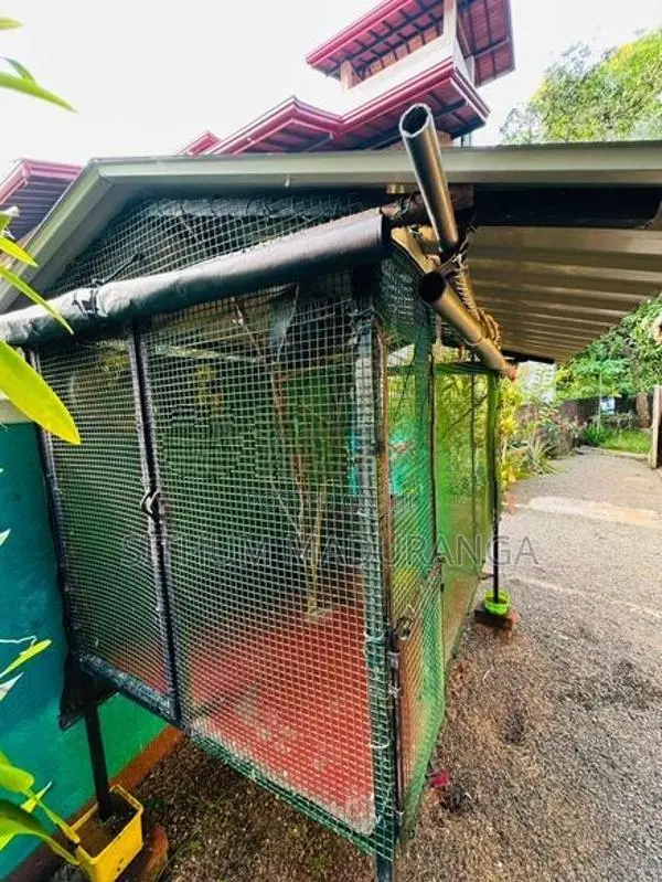Bird Cage