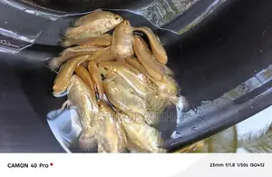 Oscar Fish