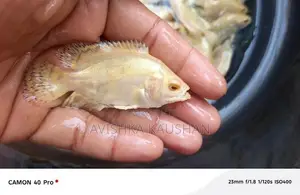 Oscar Fish