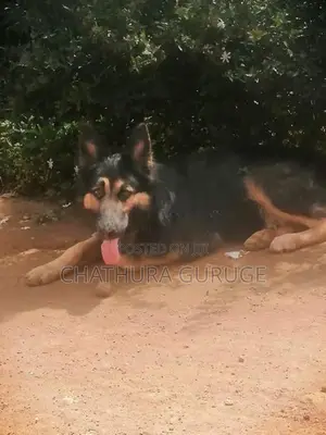 German Shepherd Male