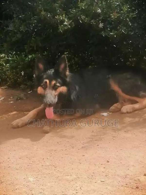 German Shepherd Male