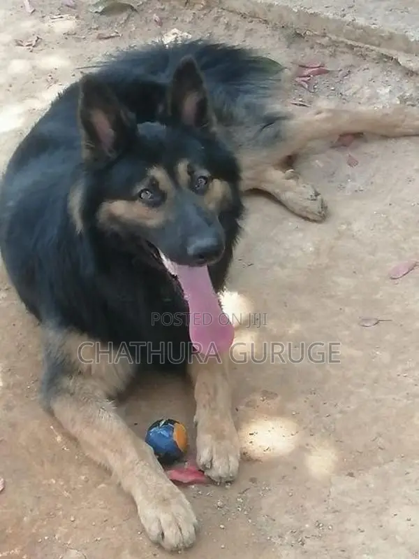 German Shepherd Male
