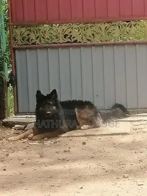 German Shepherd Male