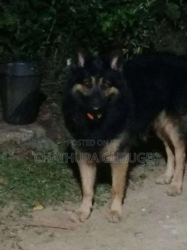 German Shepherd Male