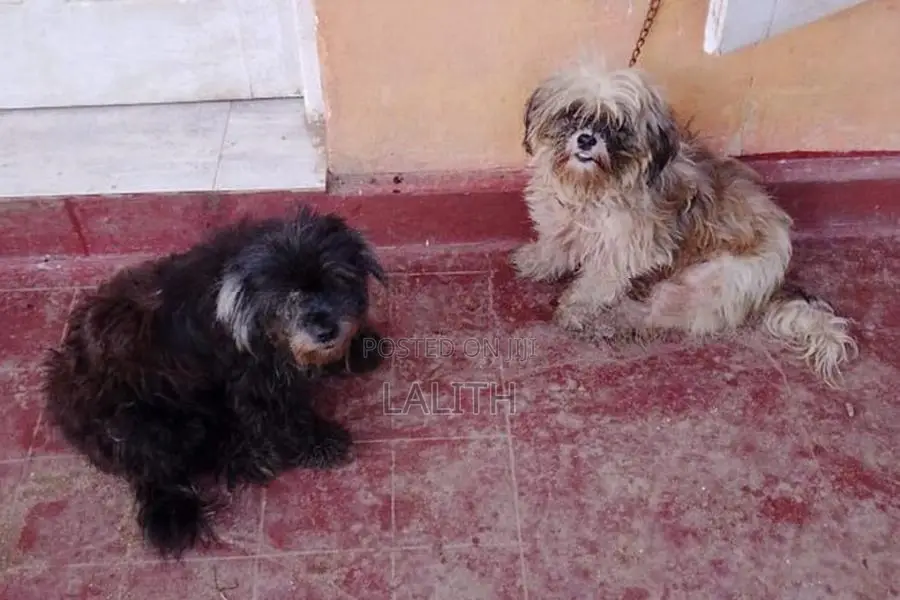 Shihtzu Dog Female