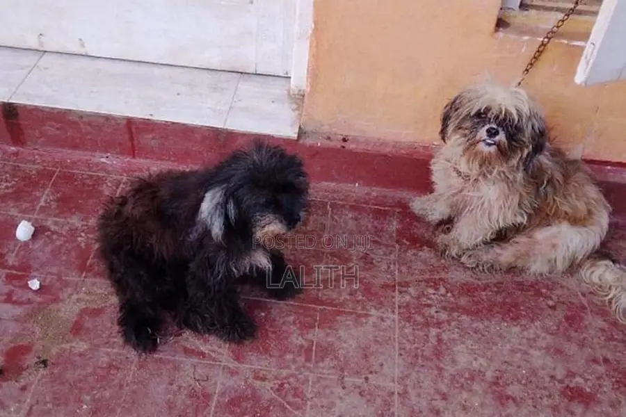 Shihtzu Dog Female