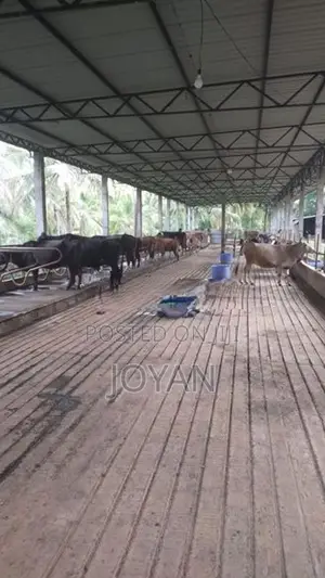 කිරි ගොවිපළක් ගණේවත්ත, කුරුණෑගල