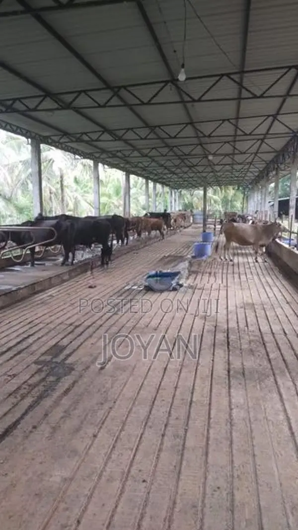 කිරි ගොවිපළක් ගණේවත්ත, කුරුණෑගල