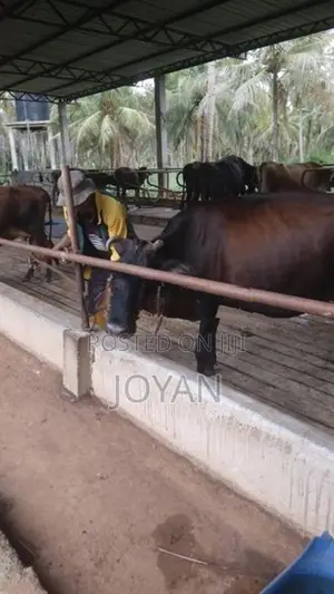 කිරි ගොවිපළක් ගණේවත්ත, කුරුණෑගල