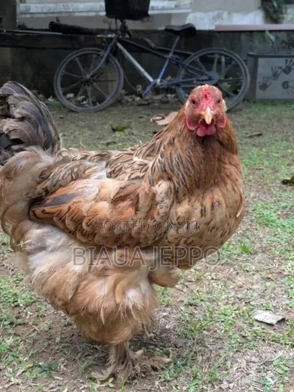 7 Brahma Chicken