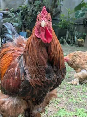7 Brahma Chicken