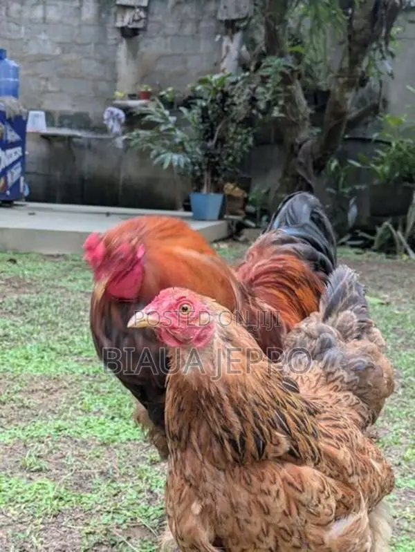 7 Brahma Chicken