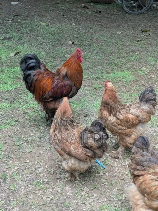 7 Brahma Chicken