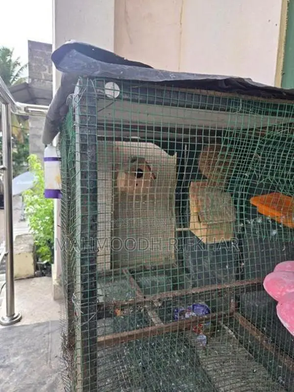Bird Cage