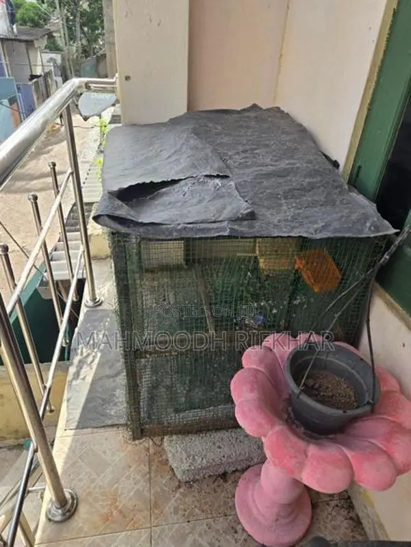 Bird Cage