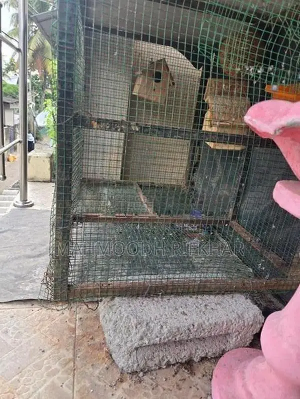 Bird Cage