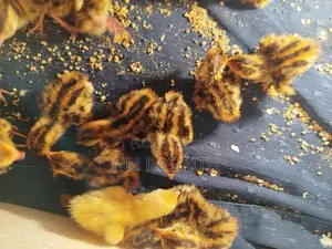 Quail