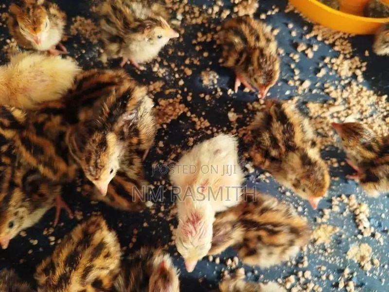 Quail