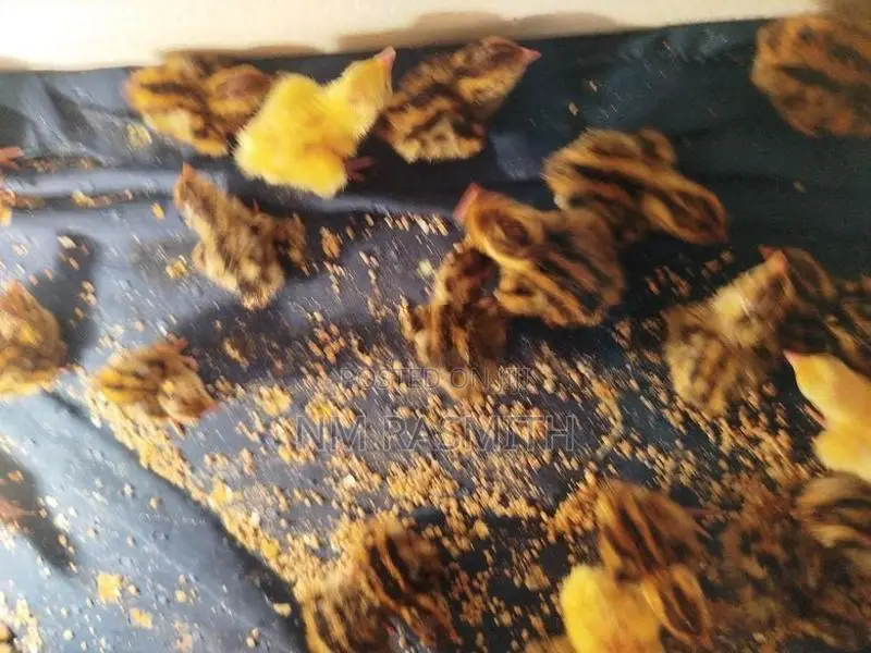 Quail