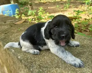 Cocker Spaniel