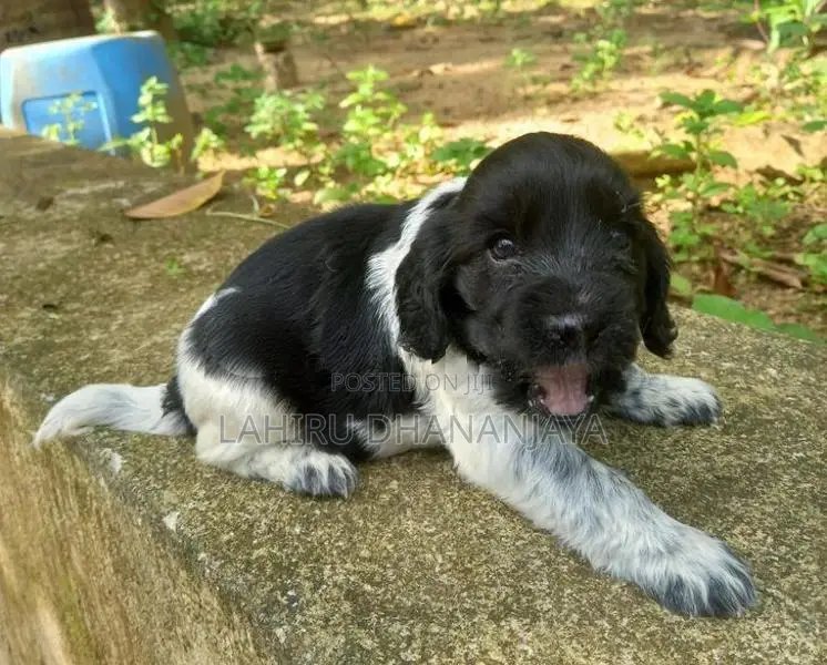 Cocker Spaniel