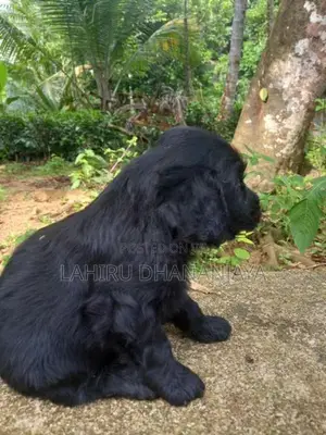 Cocker Spaniel