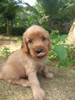 Cocker Spaniel