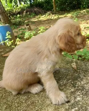 Cocker Spaniel