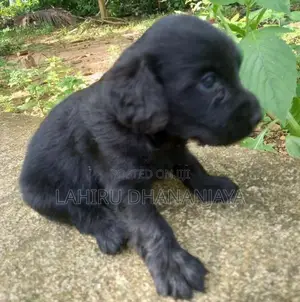 Cocker Spaniel