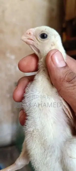 Parrot Beak Chicks