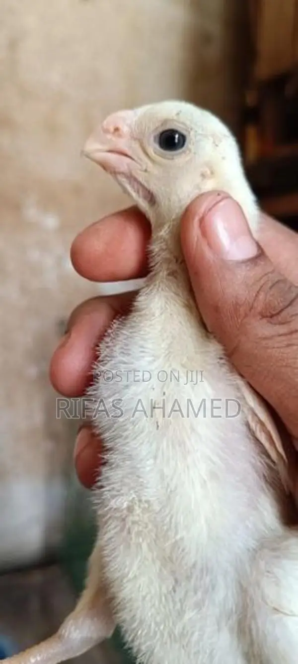 Parrot Beak Chicks