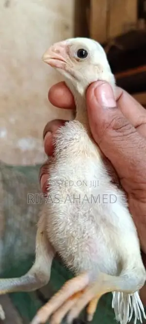 Parrot Beak Chicks