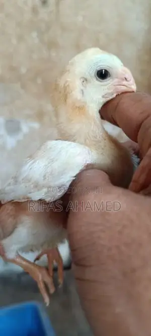 Parrot Beak Chicks